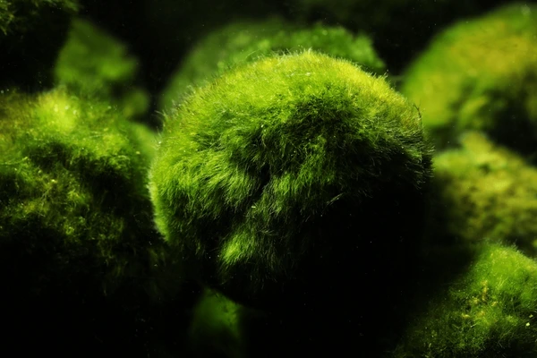 Marimo, uma planta aquática que vive mais de 100 anos