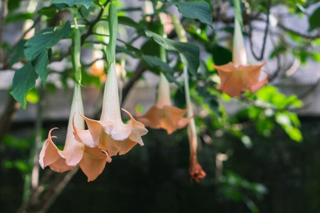 Plantas proibidas