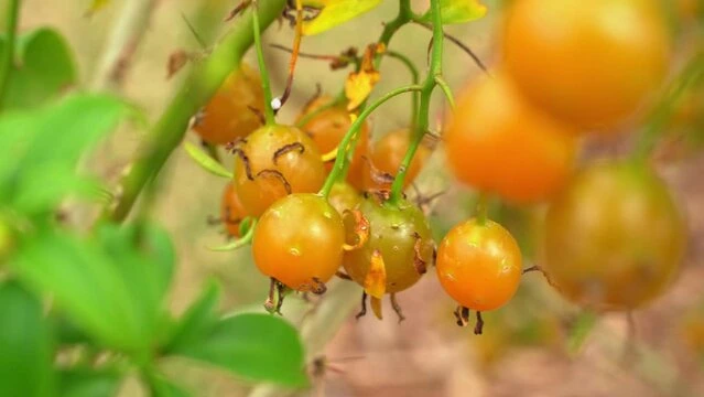 frutas da Ora-pró-nobis