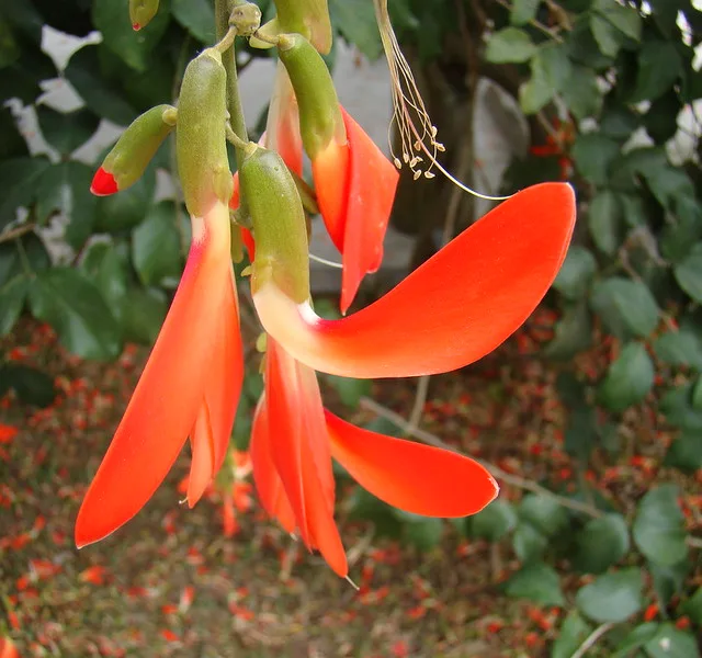 Trepadeira Cipó-tapiá