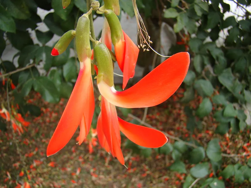 Trepadeira Cipó-tapiá