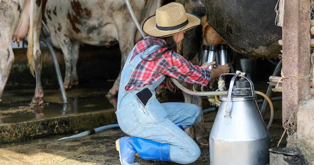 Quantos copos de leite uma vaca produz