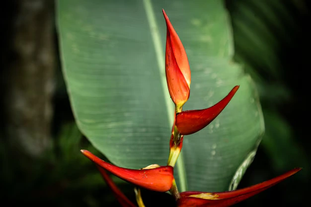 Como cultivar helicônia 