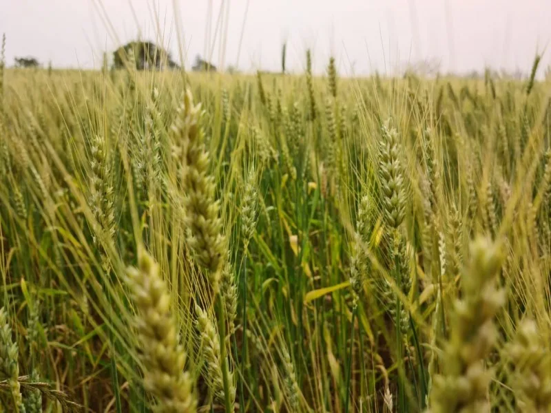 Em queda, exportações do agro gaúcho somam US$ 4,5 bilhões no terceiro trimestre de 2024