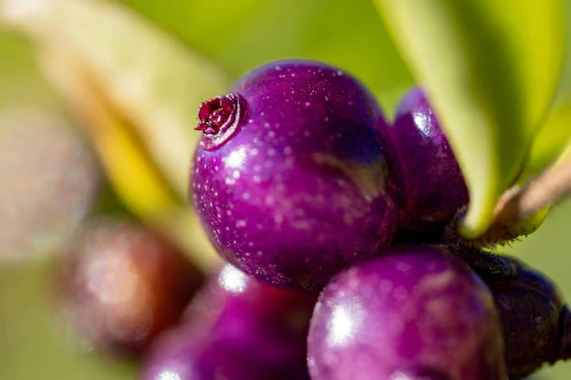 açai brasileiro 