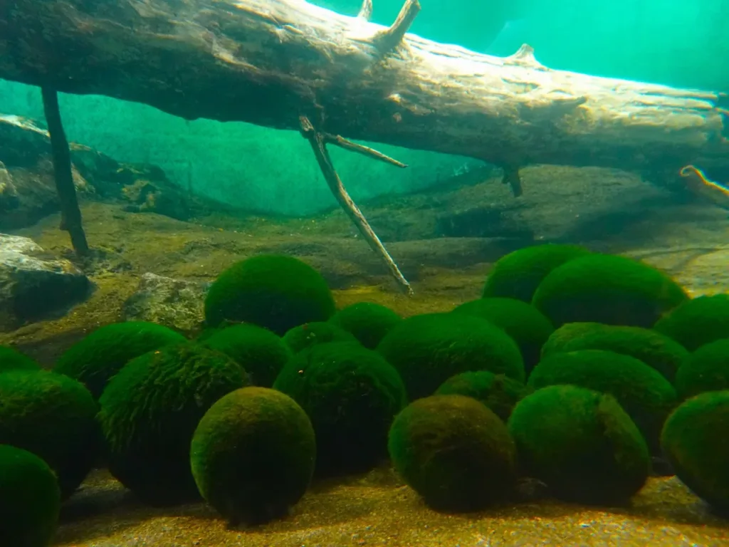 Marimo, uma planta aquática que vive mais de 100 anos