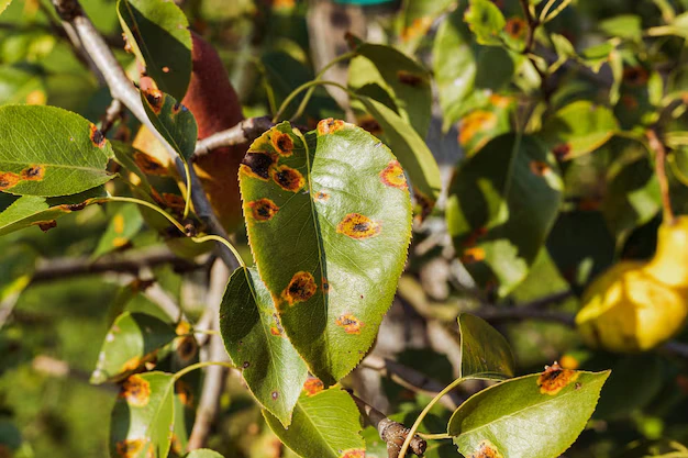 Como identificar, combater e prevenir a Ferrugem nas plantas