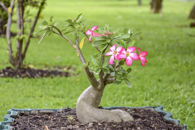 suculenta Rosa do Deserto