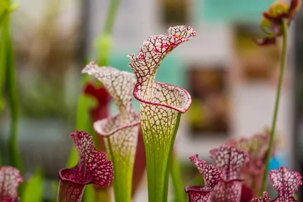 plantas carnívoras fáceis de cultivar em casa