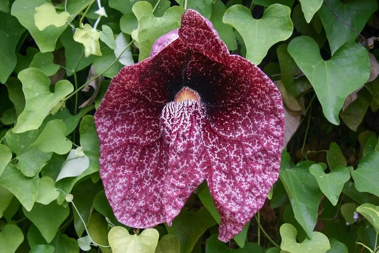 flor papo-de-peru, a maior flor do Brasil