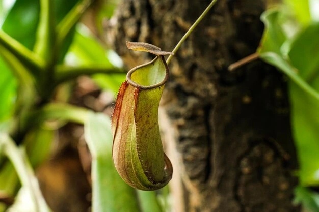 plantas carnívoras fáceis de cultivar em casa