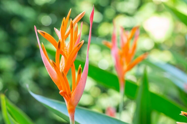 Como cultivar helicônia