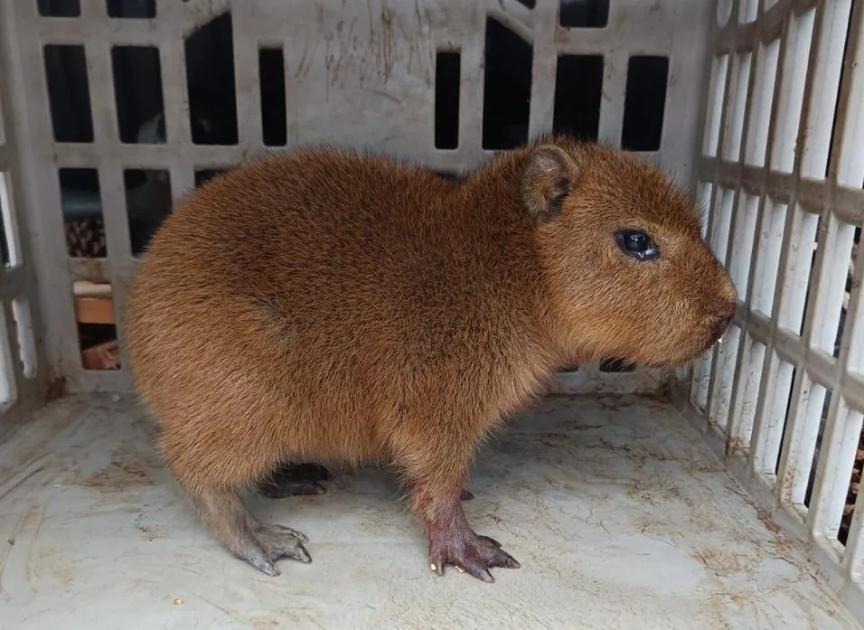 Três animais silvestres são resgatados em Bento Gonçalves