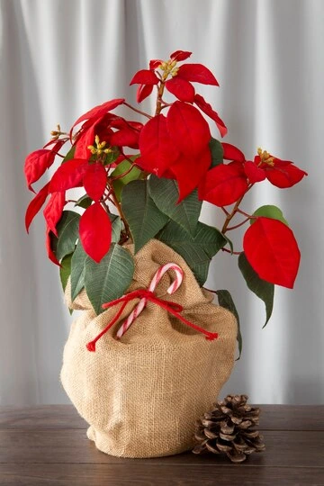 Como usar a Poinsettia na decoração de Natal 