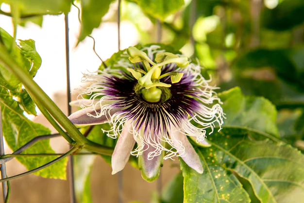 O segredo da Passiflora