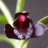 orquídea negra