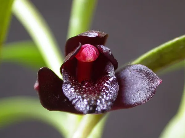 orquídea negra