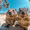 quokka, o animal fofo que está sempre feliz