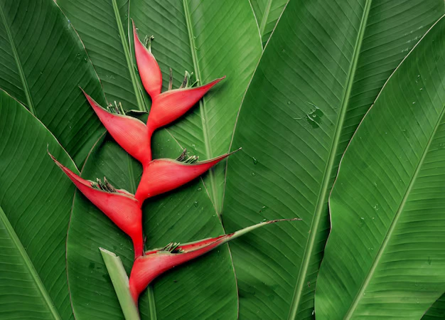 Como cultivar helicônia