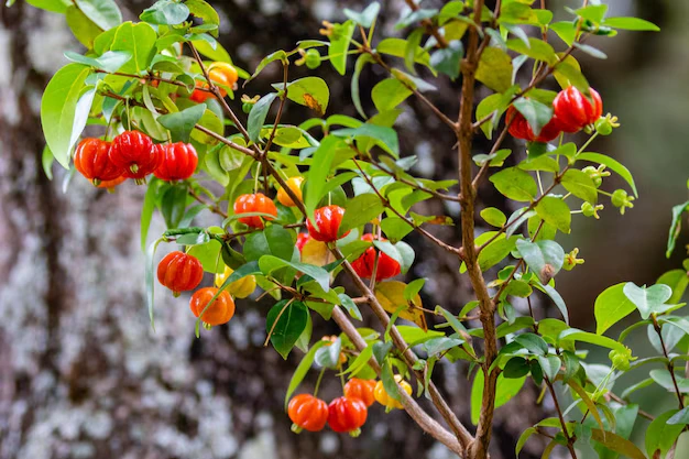 cultivar estas 3 pequenas árvores frutíferas