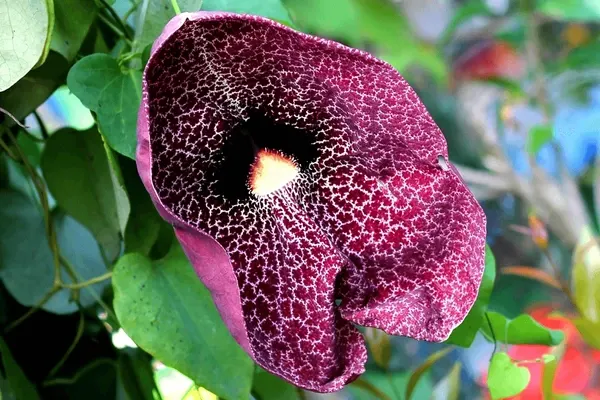 flor papo-de-peru, a maior flor do Brasil