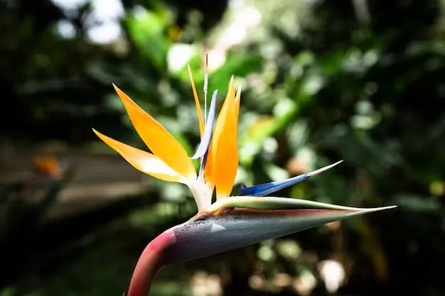 Como cuidar da Strelitzia, ou planta ave do paraíso