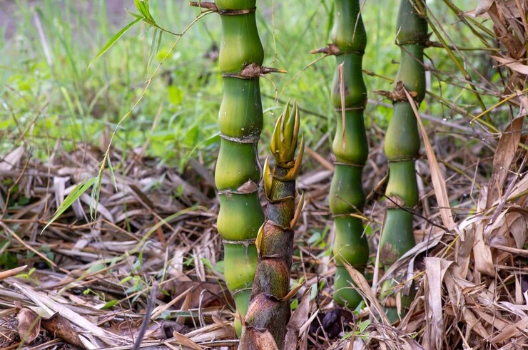 Conheça o Bambu-barriga-de-buda