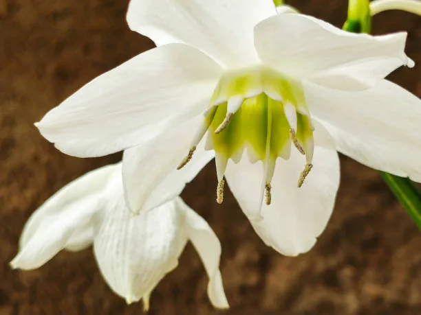 Lírio da Amazônia e suas lindas flores brancas