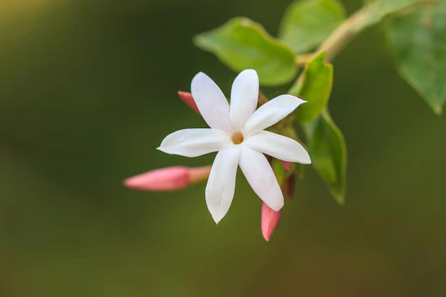 Como cultivar o jasmim