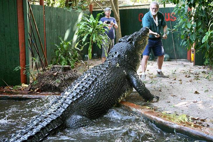 Cassius, o maior crocodilo em cativeiro do mundo