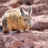 Viscacha o animal mais triste do mundo