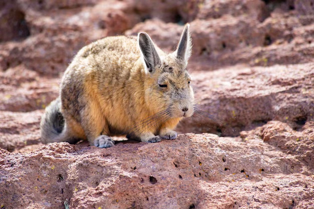 Viscacha o animal mais triste do mundo