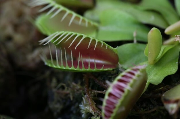 plantas carnívoras fáceis de cultivar em casa