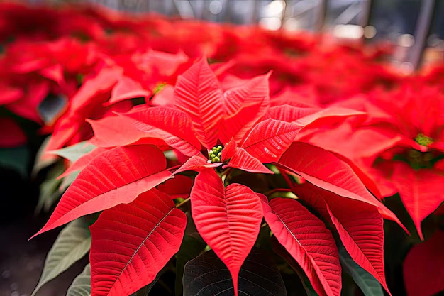 Como usar a Poinsettia na decoração de Natal