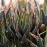 Rabo de Tatu - Haworthia fasciata