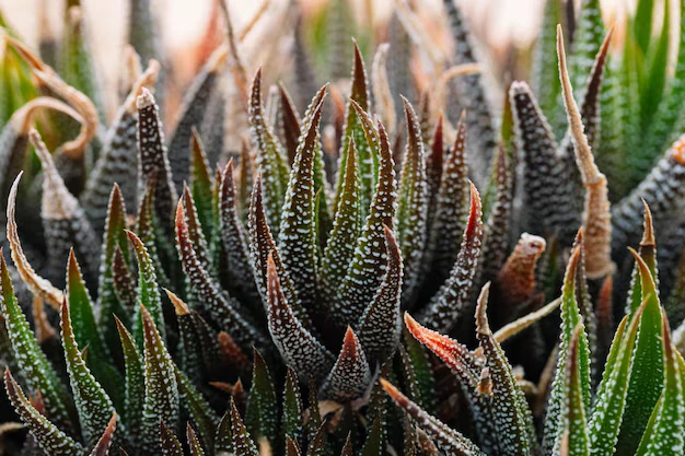 Rabo de Tatu - Haworthia fasciata