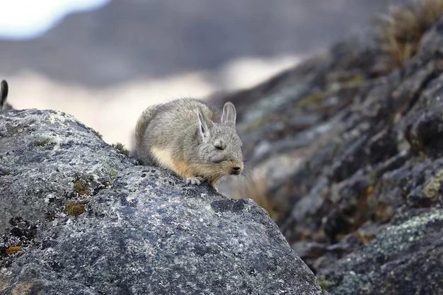 Viscacha o animal mais triste do mundo 