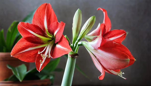 Como cuidar da Amaryllis