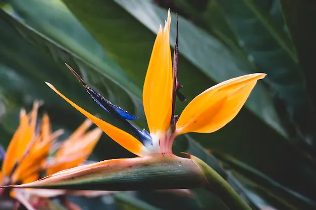 Como cuidar da Strelitzia, ou planta ave do paraíso