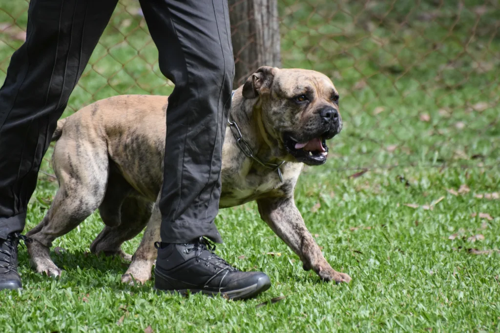 Cão da raça buldogue é conduzido e adestrado por Fabricio Tibere, da cidade de Eldorado do Sul