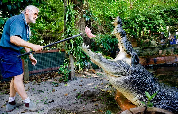 Cassius, o maior crocodilo em cativeiro do mundo