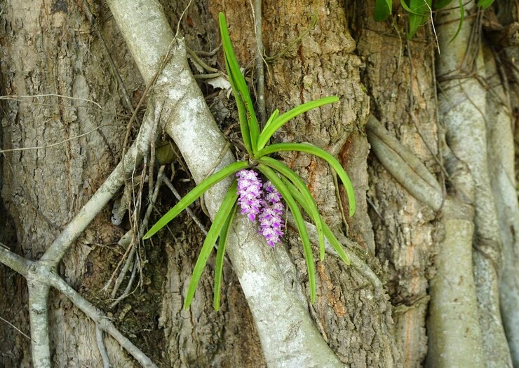 Como plantar orquídeas no tronco de árvores nativas