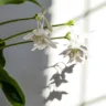 Lírio da Amazônia e suas lindas flores brancas