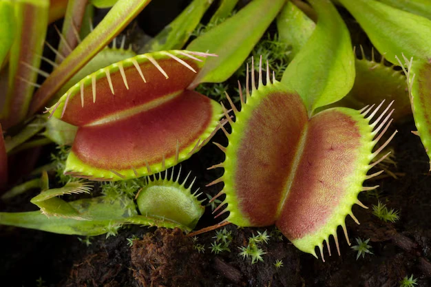 plantas carnívoras fáceis de cultivar em casa