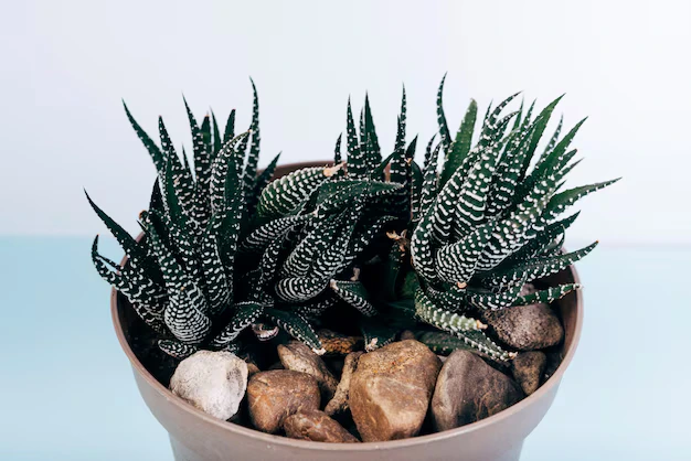 Rabo de Tatu - Haworthia fasciata 