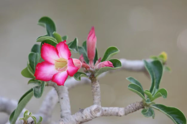 suculenta Rosa do Deserto