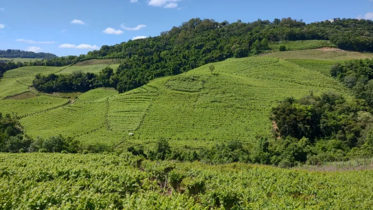 Vale dos Vinhedos