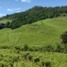 Paisagens do Vale dos Vinhedos são destaque em premiação