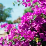 Primavera, ou Buganvília