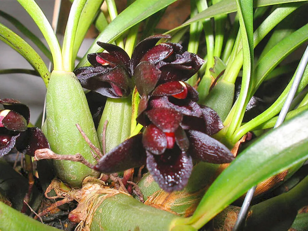 orquídea negra